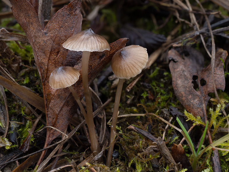 Mycena atropapillata